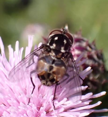 Réf. 326 888 : Graphomya maculata